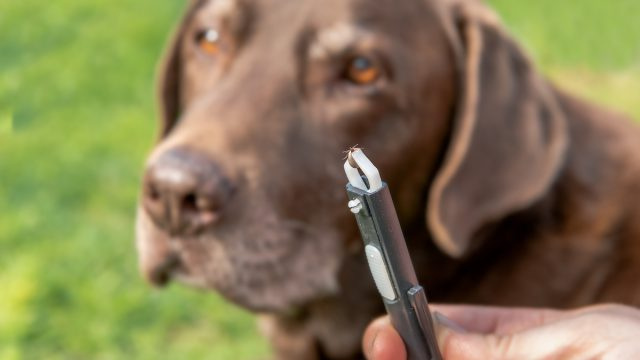 5 būdai, kaip apsaugoti savo šunį nuo erkių, pasak veterinarų