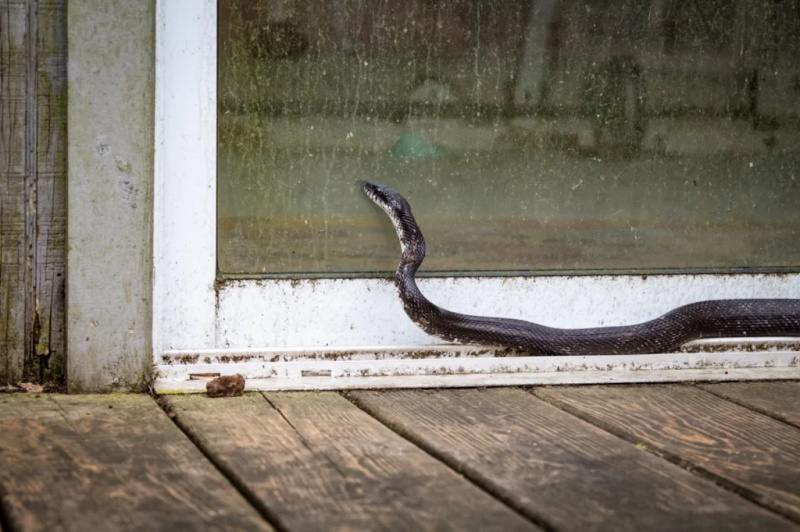   juoda žiurkės gyvatė už stumdomų durų