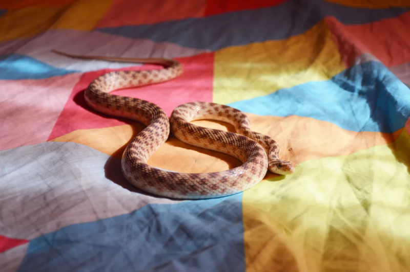   Oranža čūska, kas atpūšas uz gultas segas