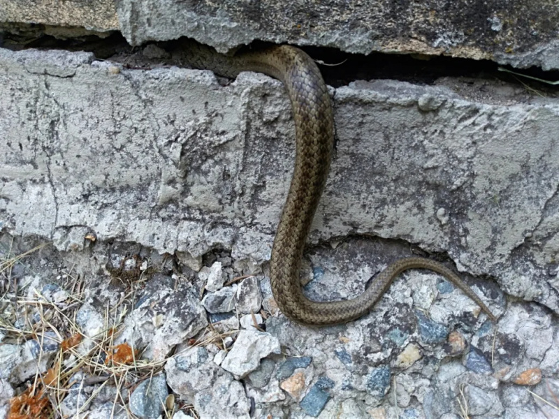   čūska iekļūst mājās caur plaisu sienā