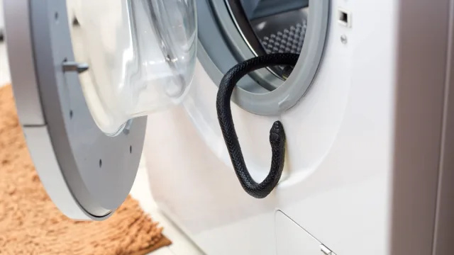   बाथरूम में वॉशिंग मशीन के ड्रम से एक काला जहरीला सांप लटका हुआ है।