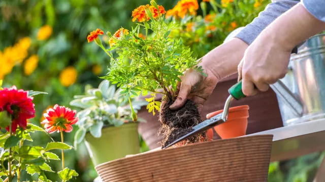 6 цветя, които никога не трябва да засаждате през пролетта, казват експерти по градинарство