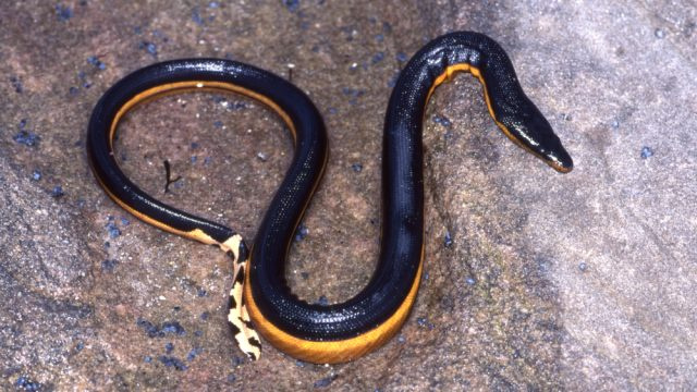 Uzmanieties no šīm indīgajām čūskām, kas 'pēkšņi iebrūk,' eksperti piesardzīgi