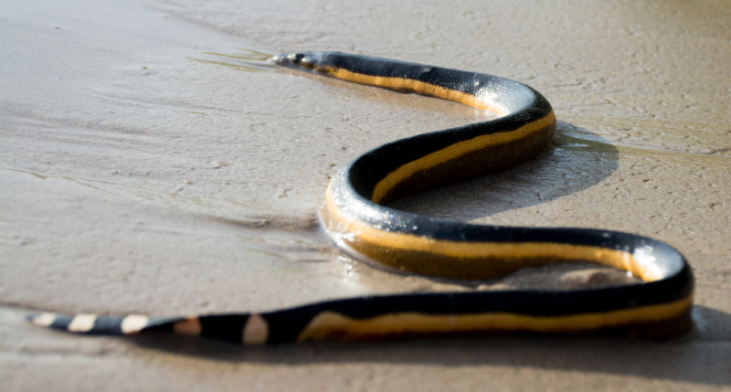   Jūras čūska izskalota pludmalē