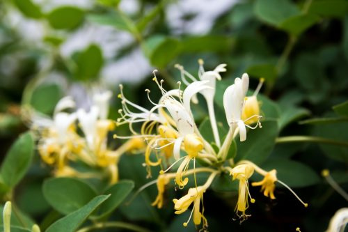   زهور زهر العسل اليابانية