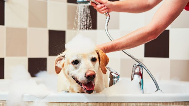 Veterinarų teigimu, didžiausia klaida, kurią darote maudydami savo šunį
