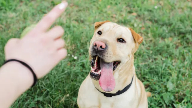 Hondentrainer onthult de 5 ergste dingen die eigenaren doen en hoe ze te verhelpen
