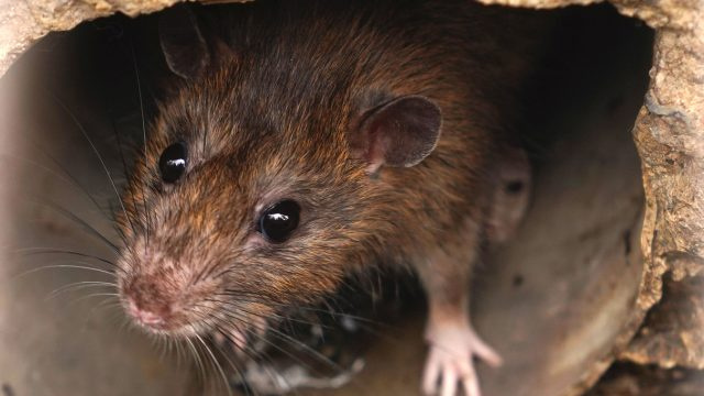 Uudet tiedot osoittavat, että tässä Yhdysvaltain kaupungissa on suurin rottaongelma – eikä se ole New York