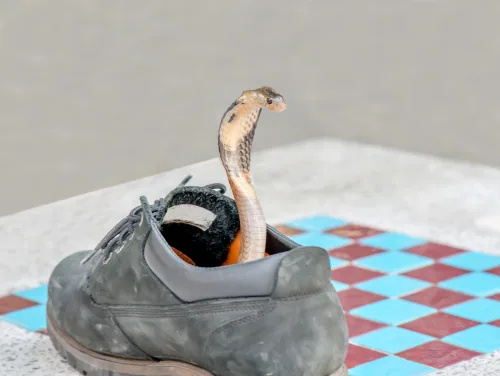   Una serpiente cobra con la cabeza saliendo de un zapato.