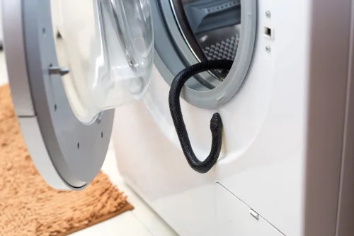   Uma cobra venenosa preta pendurada no tambor da máquina de lavar no banheiro.