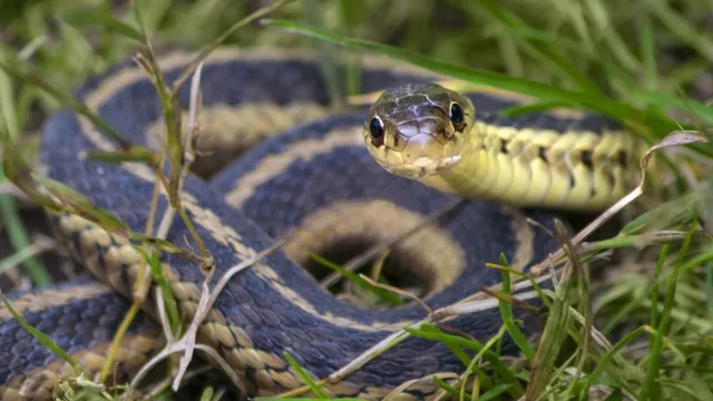 7 jednoduchých spôsobov, ako sa zbaviť záhradných hadov, hovoria odborníci na škodcov