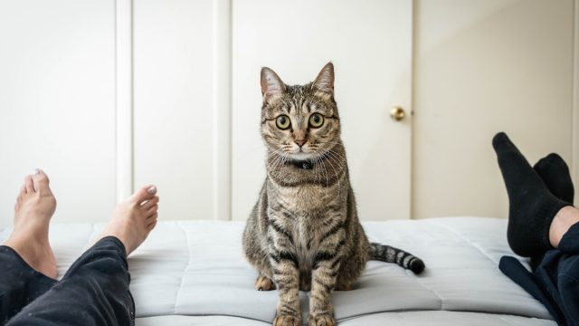 นี่คือเหตุผลที่แมวของคุณกัดนิ้วเท้าของคุณบนเตียงตามที่สัตวแพทย์