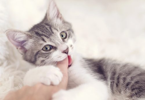   Gambar dekat anak kucing kelabu dan putih comel menggigit jari