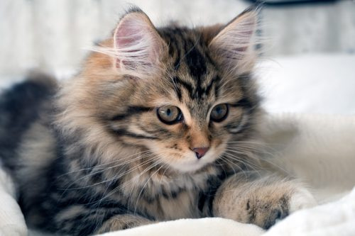   pūkuotas sibiro kačiukas
