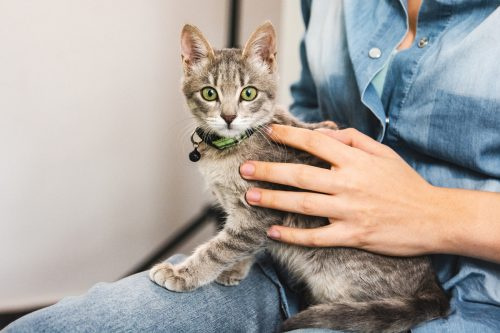   Un gatito gris con ojos verdes sentado sobre su dueño.'s lap, who's wearing all denim