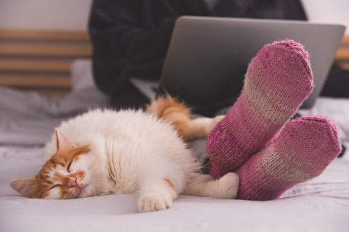   여자 근처 침대에 누워 있는 흰색과 주황색 고양이의 이미지를 닫습니다's feet in socks.