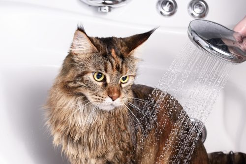   Пъстра котка във ваната.