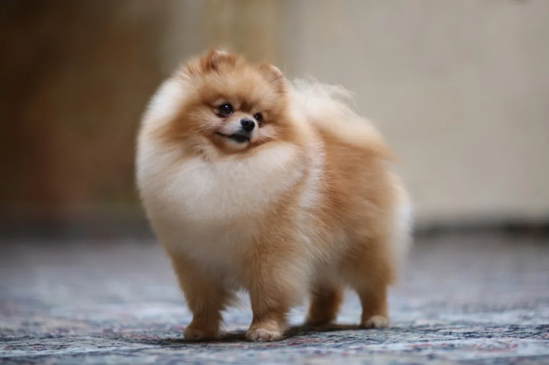   Pomeranian fluffiest کتے کی نسلیں