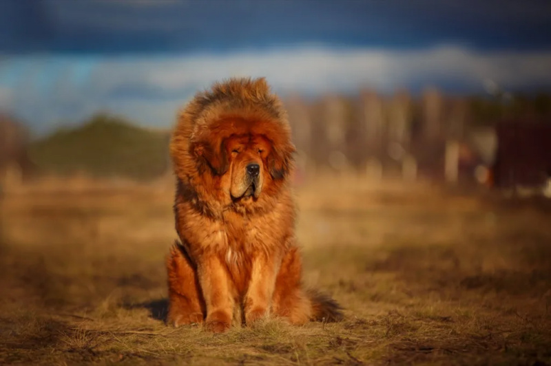   Baka anjing paling gebu Tibetan Mastiff
