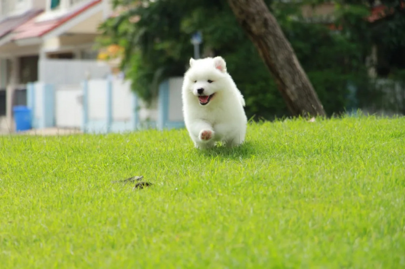   Anjing Samoyed berkembang biak ras anjing yang paling lembut