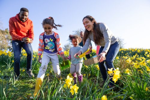   Семья из нескольких поколений гуляет по полю цветов нарциссов в Хексхэме, Нортумберленд. Они ищут яйца на охоте за пасхальными яйцами, они держат свои корзины, чтобы собрать яйца.