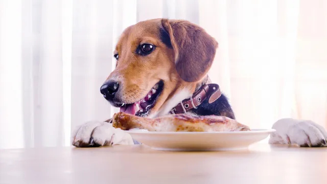 11 överraskande livsmedel som är giftiga för hundar, enligt husdjursexperter