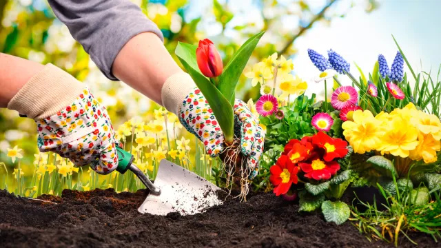 15 geriausių pavasario gėlių, kurias galima pasodinti gražiam, žydinčiam sodui