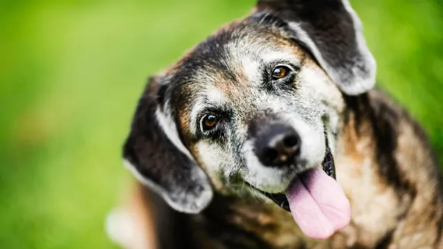 Verificarea faptelor: poate un nou supliment să adauge ani vieții câinelui tău?