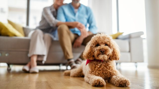 Los 10 mejores perros para apartamentos, según los veterinarios