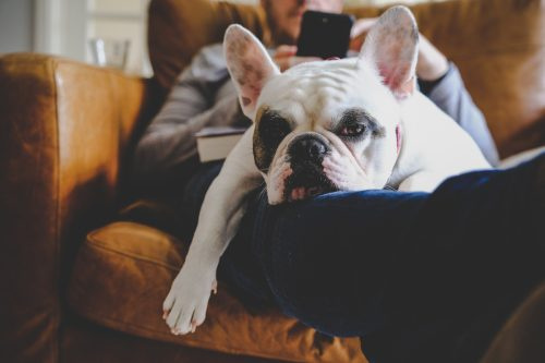   Um homem relaxando em uma poltrona de couro marrom com seu smartphone junto com seu Bulldog Francês descansando em seu colo.
