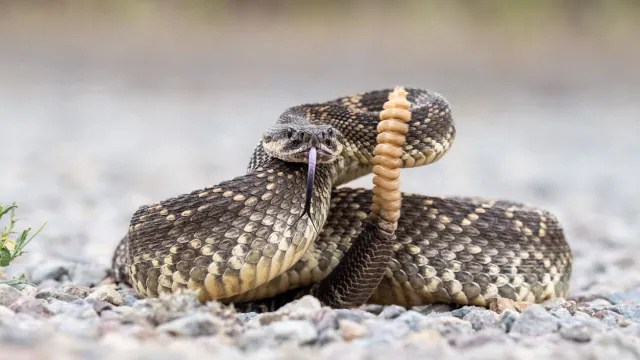 Първото ухапване от гърмяща змия за годината предизвиква спешни нови предупреждения