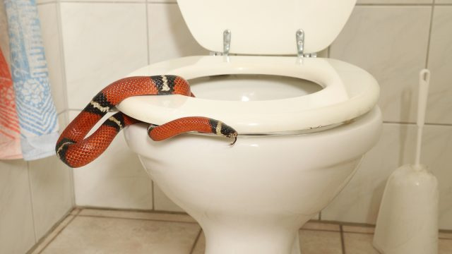La Manera No. 1 de Evitar que las Serpientes Entren a través de su Inodoro