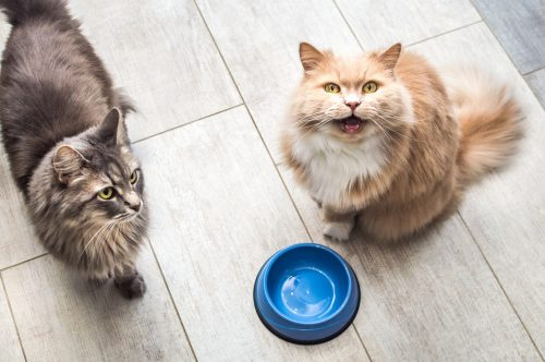   gato gris y gato jengibre junto a tazones vacíos de comida en la cocina.