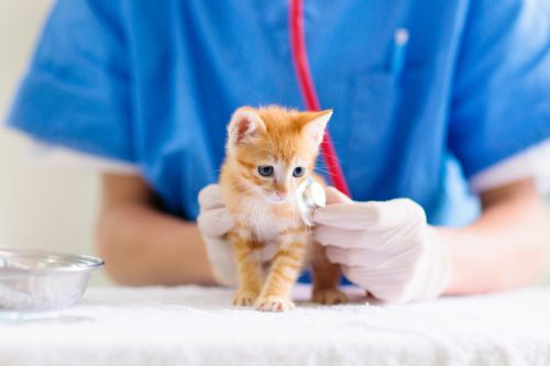   Un diminuto gatito naranja siendo examinado por el veterinario.