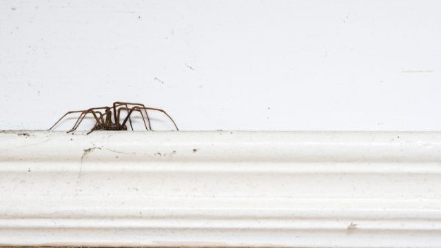 Forbered deg på å se flere edderkopper i hjemmet ditt snart, sier vitenskapen