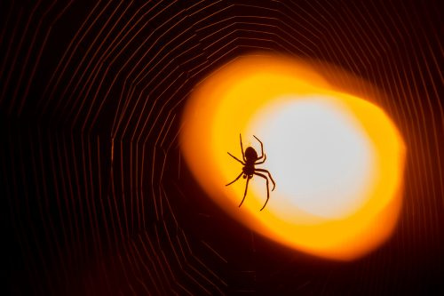   La silueta de una araña en su tela frente a una luz