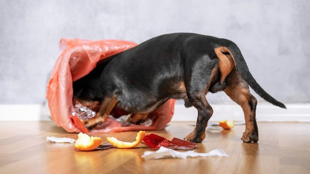 5 gospodinjskih predmetov, za katere niste vedeli, da so strupeni za pse, pravijo veterinarji