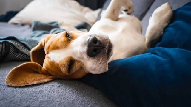 Pravi razlog, da nikoli ne bi smeli zbuditi spečega psa, opozarja veterinar