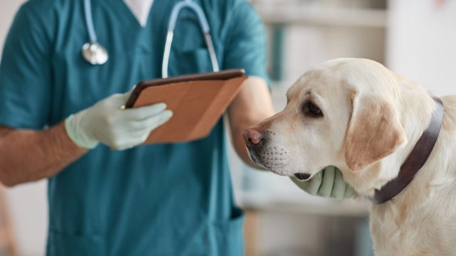   Retrato recortado de un veterinario masculino irreconocible que examina un perro labrador blanco en una clínica veterinaria