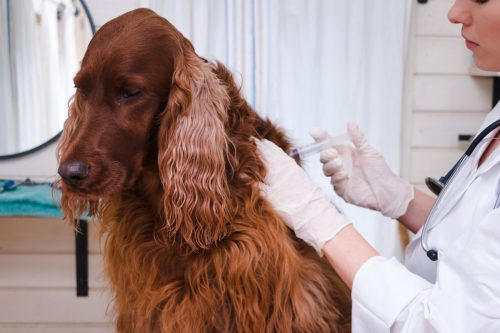   Perro vacunado por veterinario