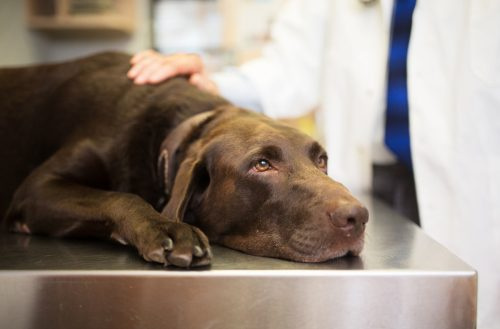   Labrador retriever acostado en la mesa de examen en el veterinario