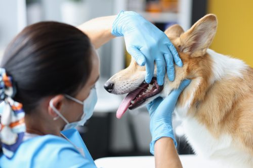   El médico veterinario examina la cavidad oral del perro en la clínica.