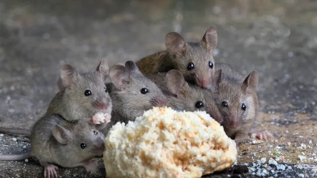5 lugte, der betyder, at mus har invaderet dit hjem