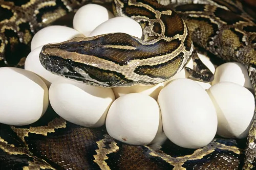   En burmesisk python med en klynge æg