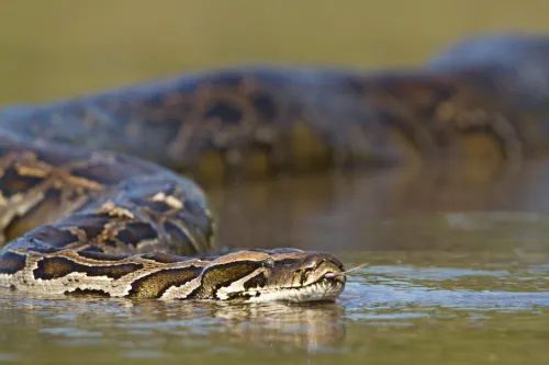   En burmesisk python svømmer gennem vandet