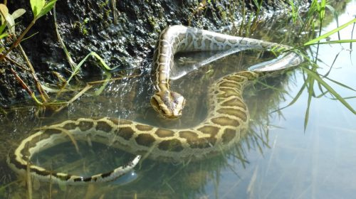   burmesisk python