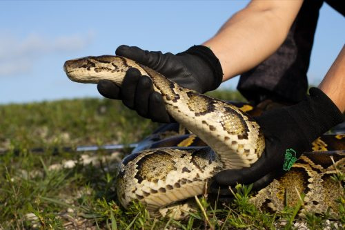   burmesisk python i Florida Everglades