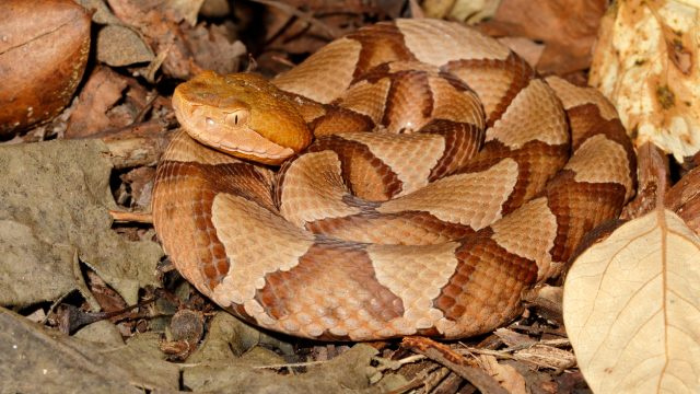 Es temporada de serpientes: 'esté atento' en estas áreas, advierten los expertos
