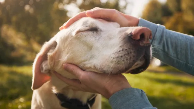 5 най-добри начина да защитите кучето си от разпространението на смъртоносната нова мистериозна болест
