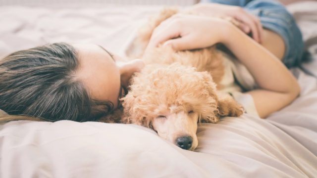 La razón oculta por la que no deberías dejar que tu perro duerma en tu cama